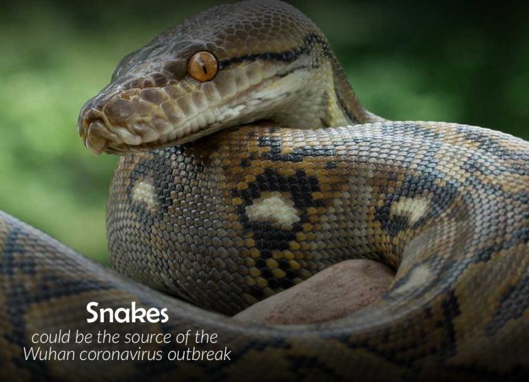 Snakes might be the source of Wuhan coronavirus outbreak