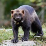 Wolverines Gain Endangered Species Act