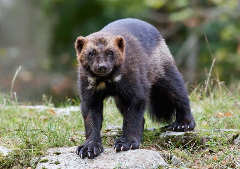 Wolverines Receive Endangered Species Act Protection