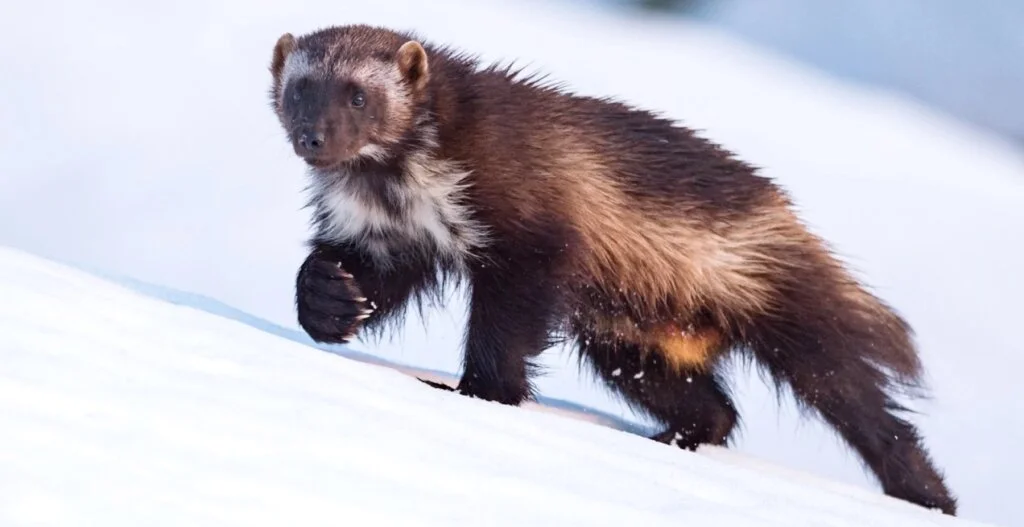 Danger to Wolverines natural habitat in America